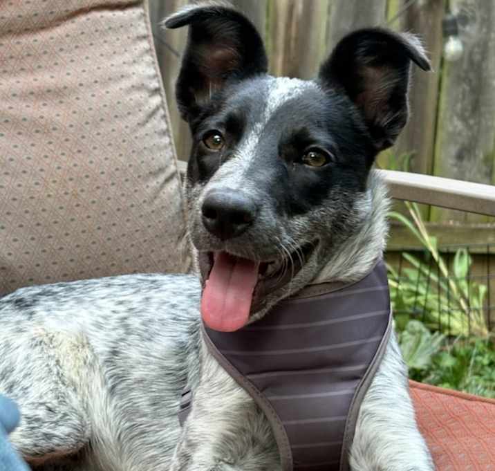 Photo of Fiona - heeler F litter