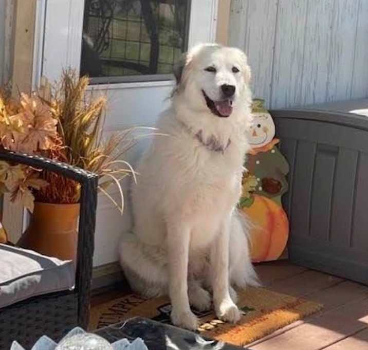 Photo of Leia