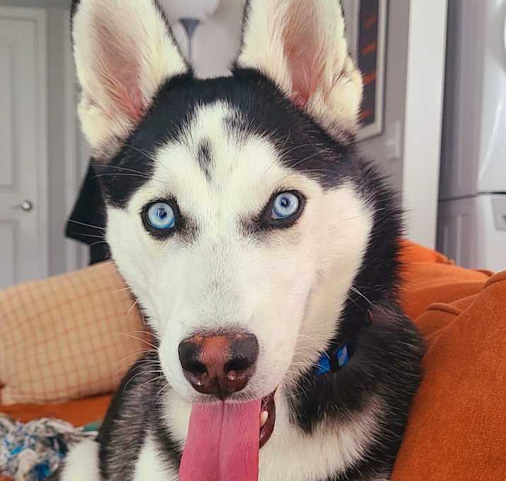 Photo of Lobo