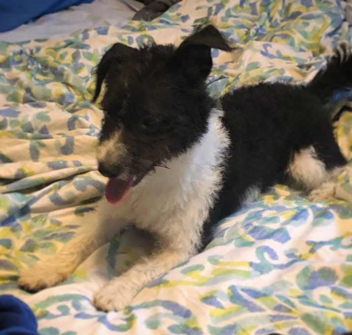 Photo of Oreo
