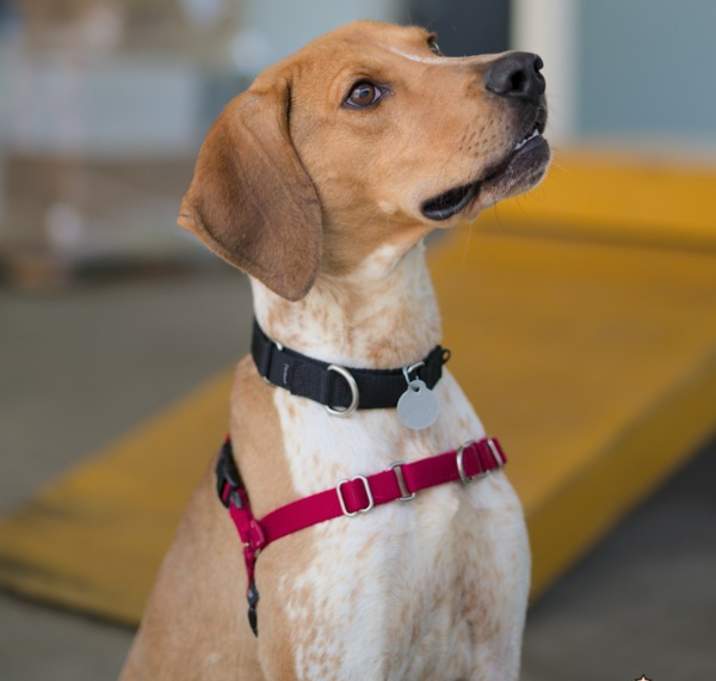 Photo of Gus