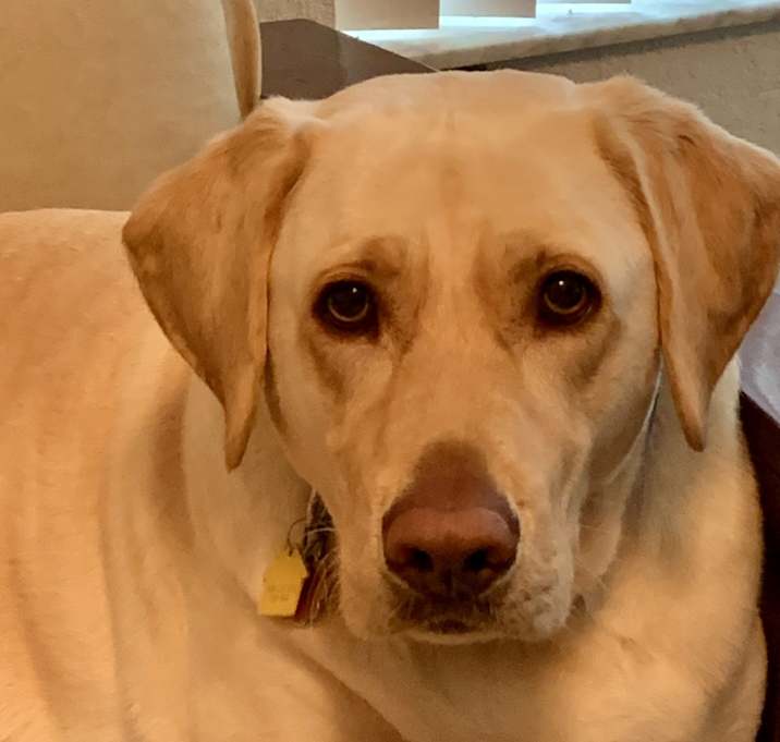 Photo of Louie