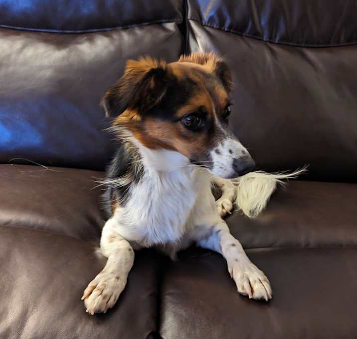 Photo of Pepper