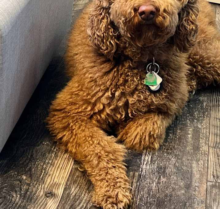 Photo of Ollie