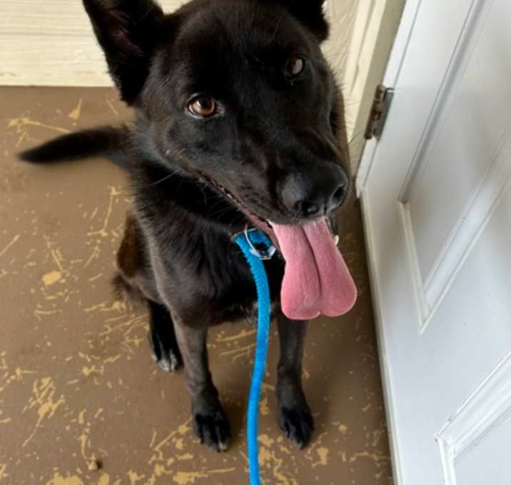 Photo of Harmony AKA Monk