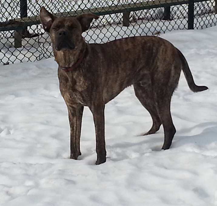 Photo of Tiger