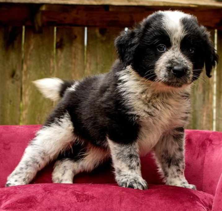 Photo of PUPPY BOOMER