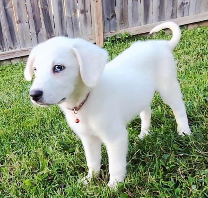 Photo of PUPPY SUGAR BABY