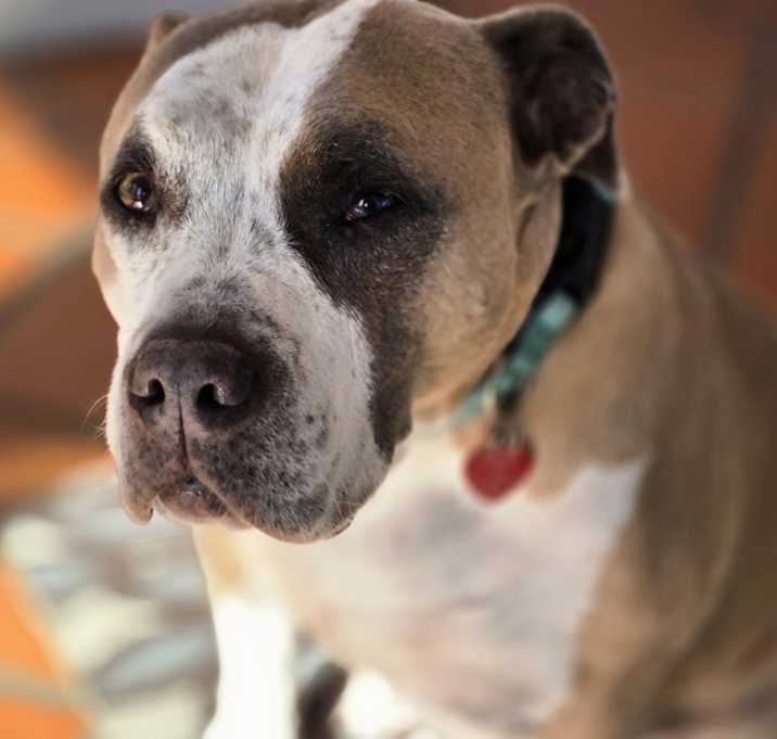 Photo of Sierra
