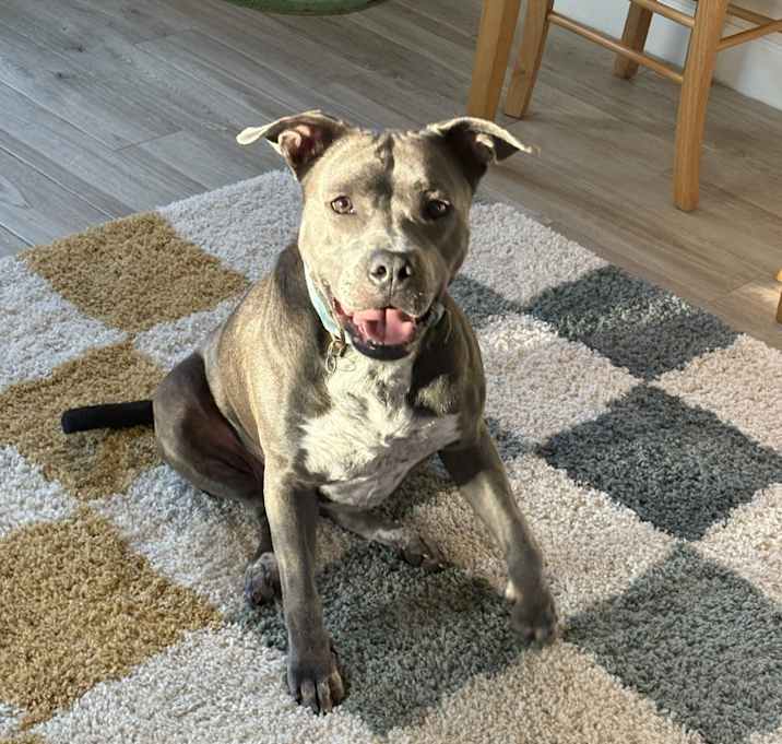 Photo of Maple