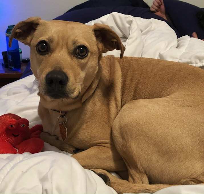 Photo of Sadie