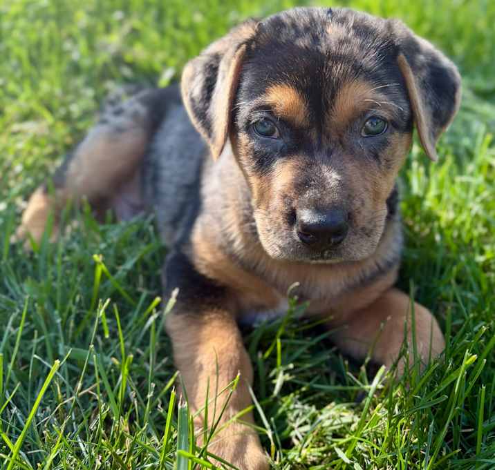 Photo of Gryffin
