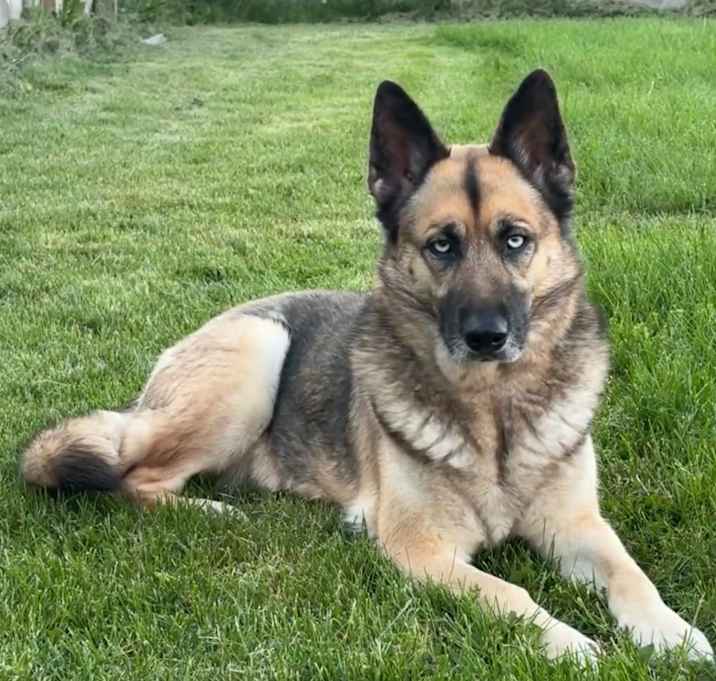 Photo of Sadie