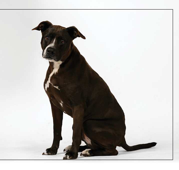 Photo of Bailey
