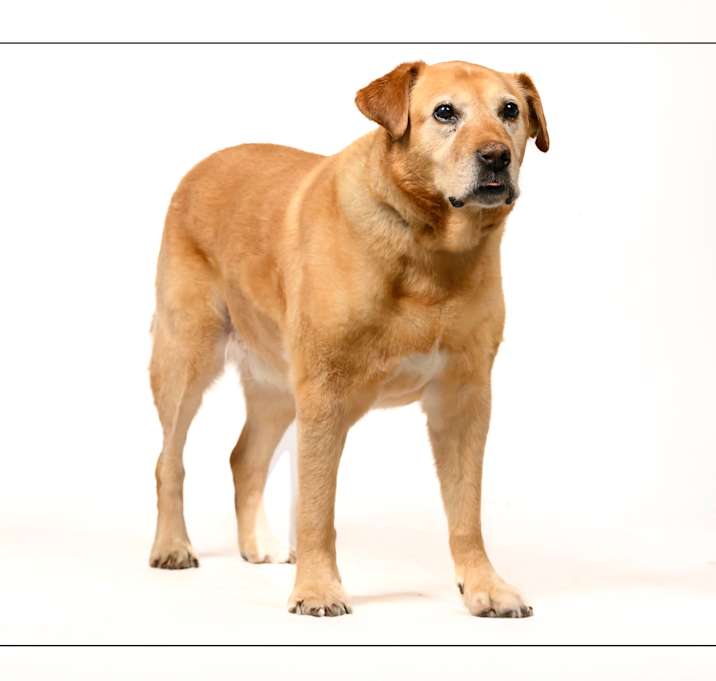 Photo of Boomer