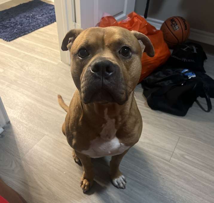 Photo of Blaze