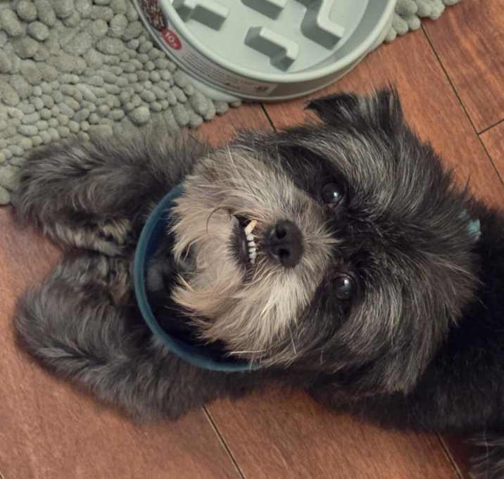 Photo of Brownie
