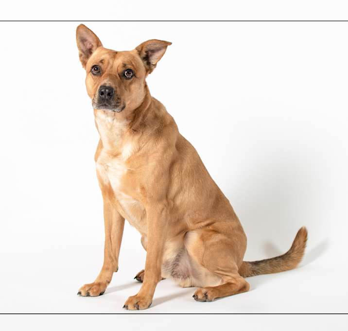 Photo of Harley