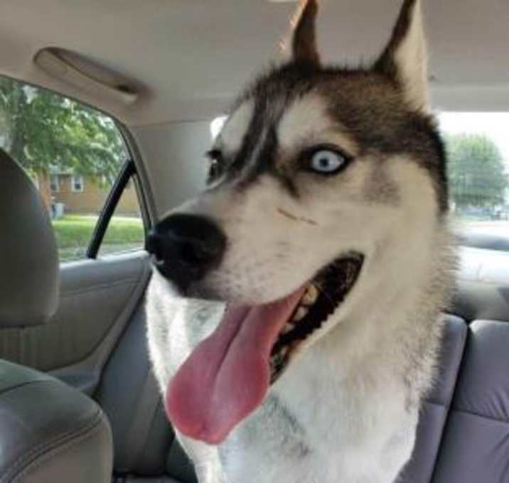 Photo of Loki