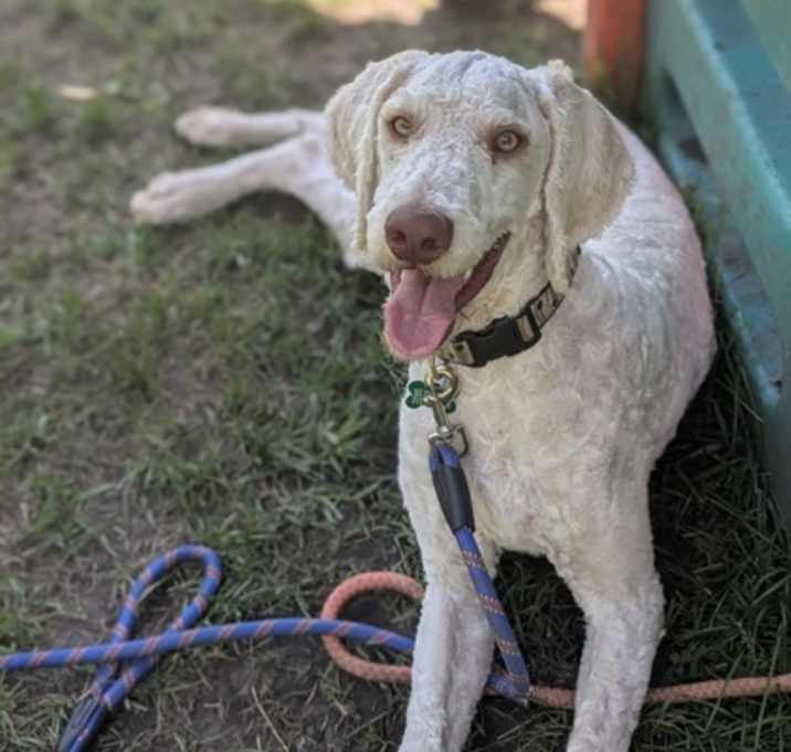 Photo of Mister