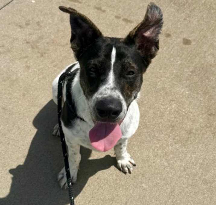 Photo of Oreo
