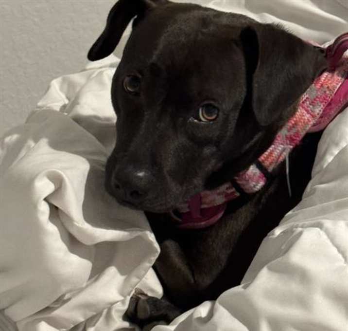 Photo of ABBY