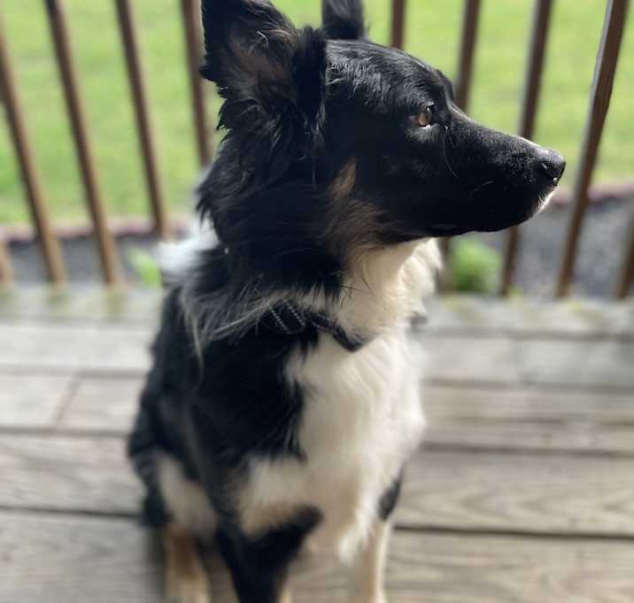 Photo of Tucker