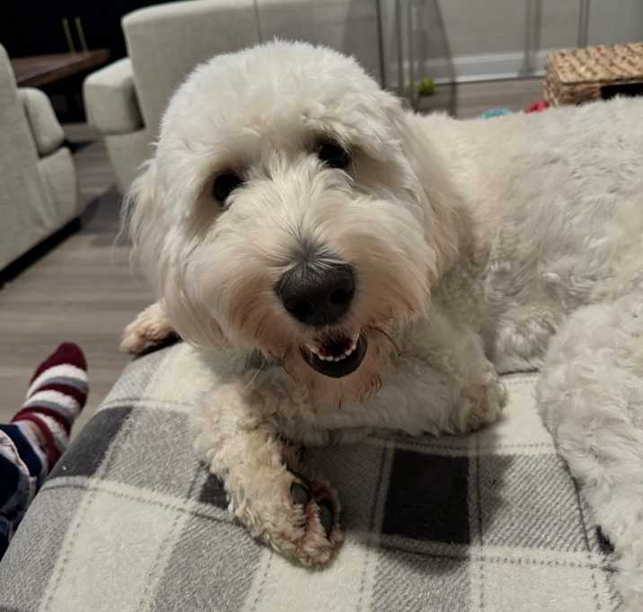 Photo of Chino