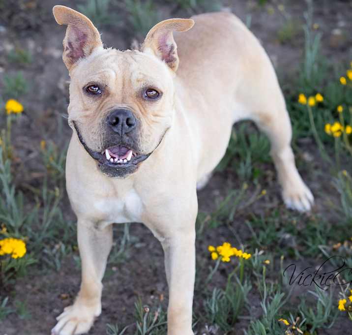 Photo of Blondie
