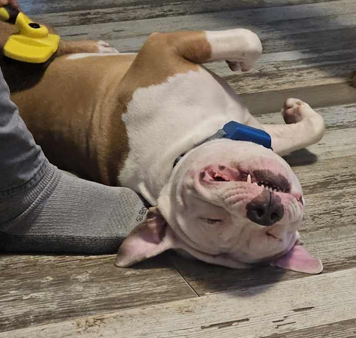 Photo of Meech