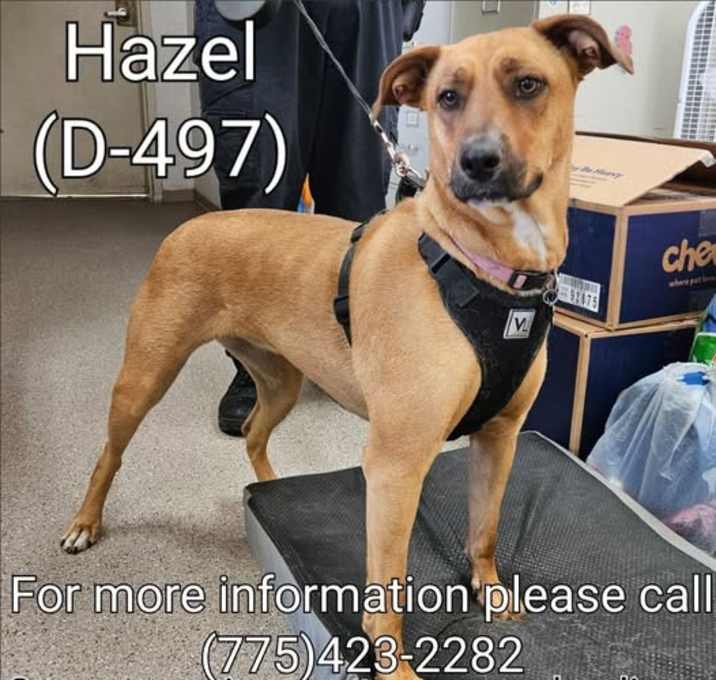 Photo of Hazel