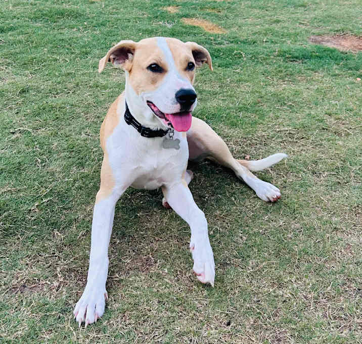Photo of Bella