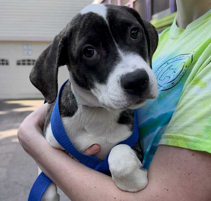 Photo of Nova