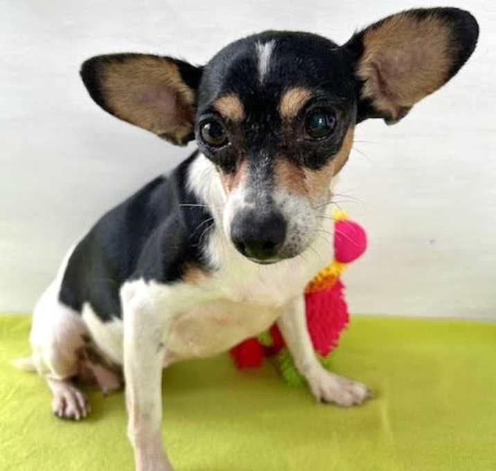 Photo of Ivy