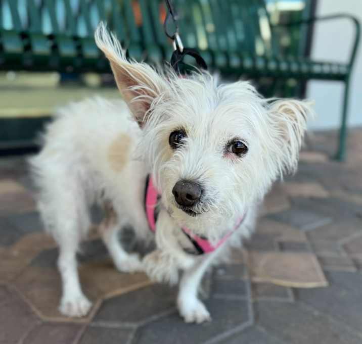 Lucy the Terrier Photo #1