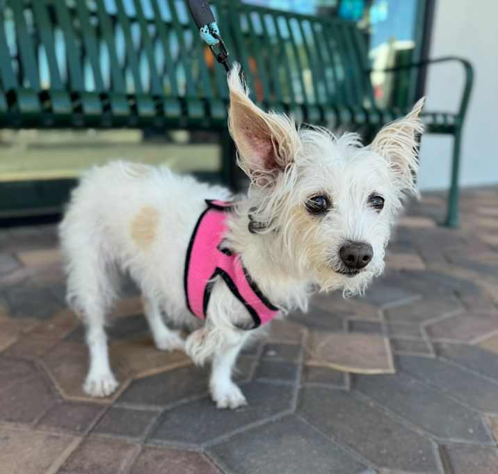 Lucy the Terrier Photo #2