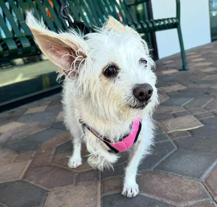 Lucy the Terrier Photo #3