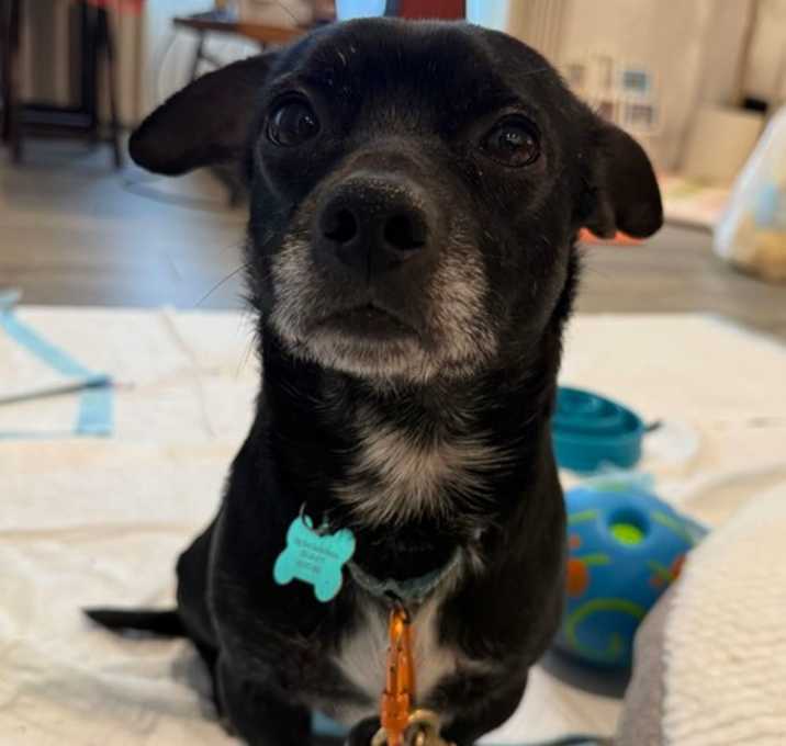 Photo of Chewy