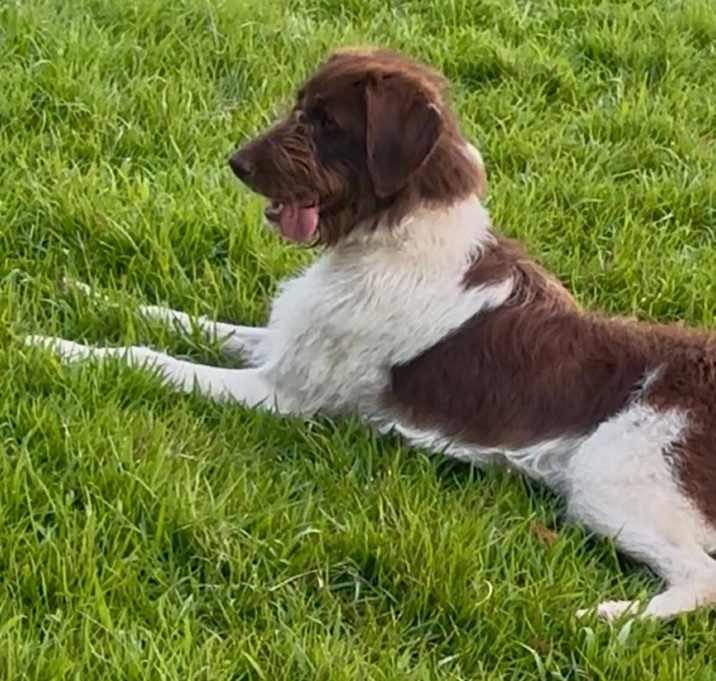 Photo of WILLOW