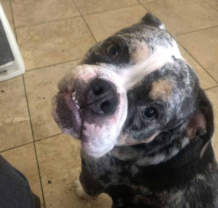 Photo of Moo moo