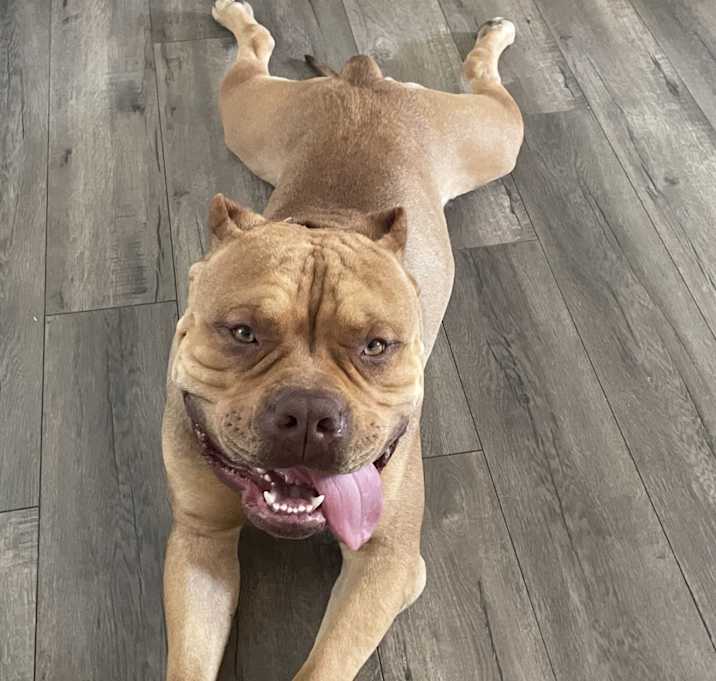 Photo of Rocco