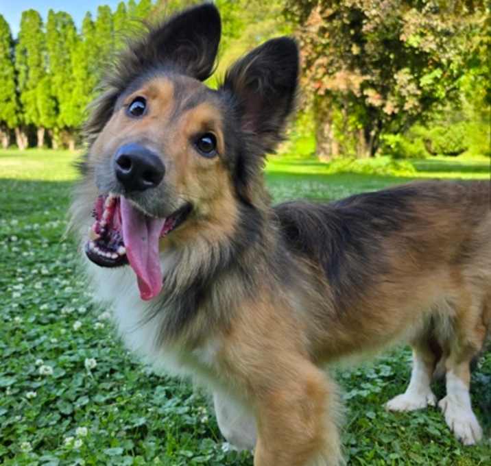 Photo of Polo
