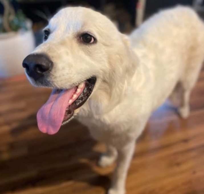 Photo of Khaleesi