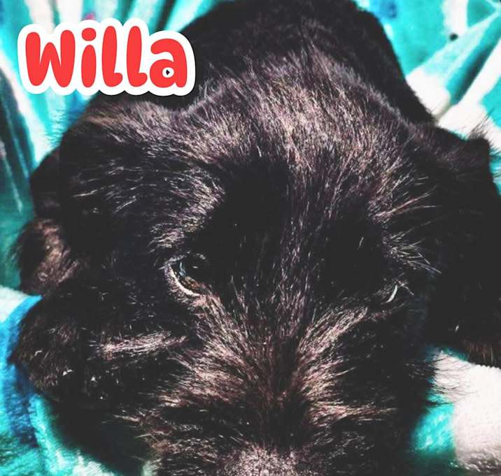 Photo of Willa