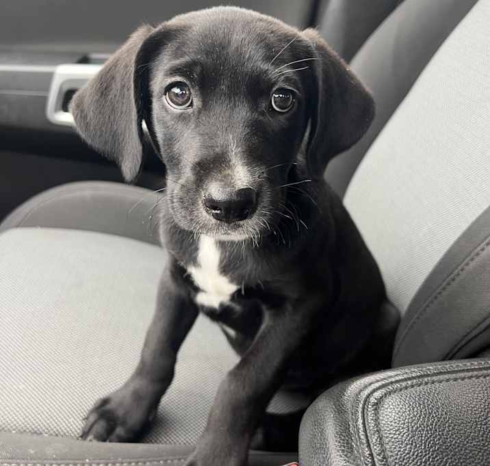 Photo of Buddy