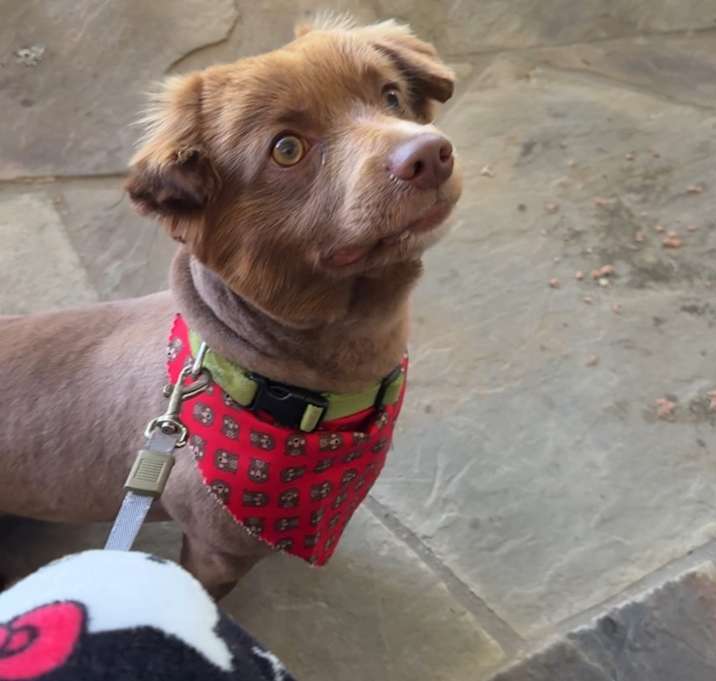 Photo of Brownie