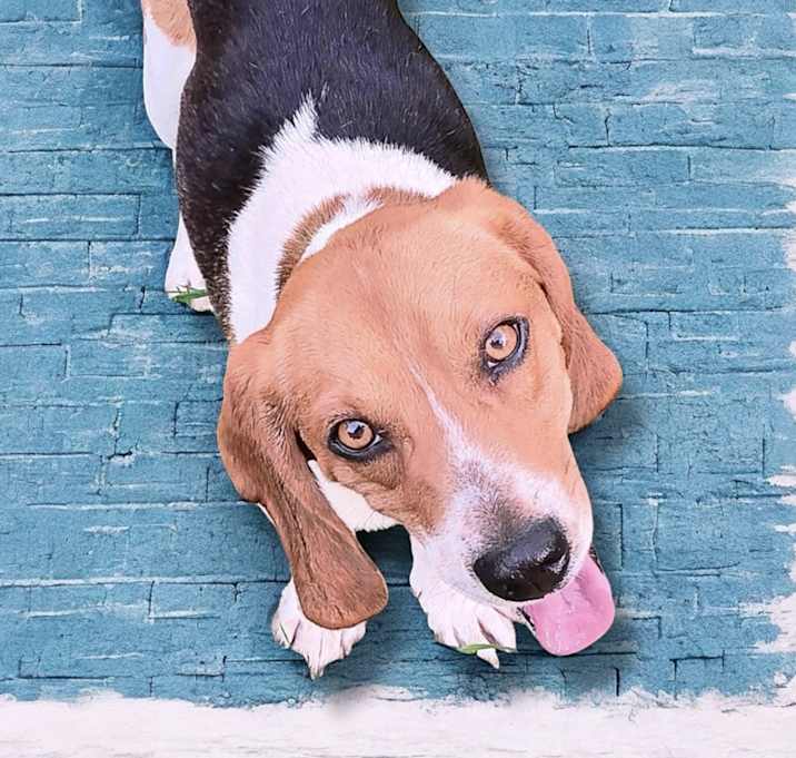 Photo of Scout