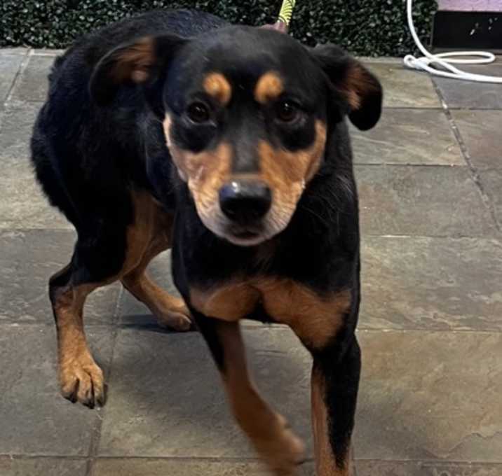 Photo of PEPPER