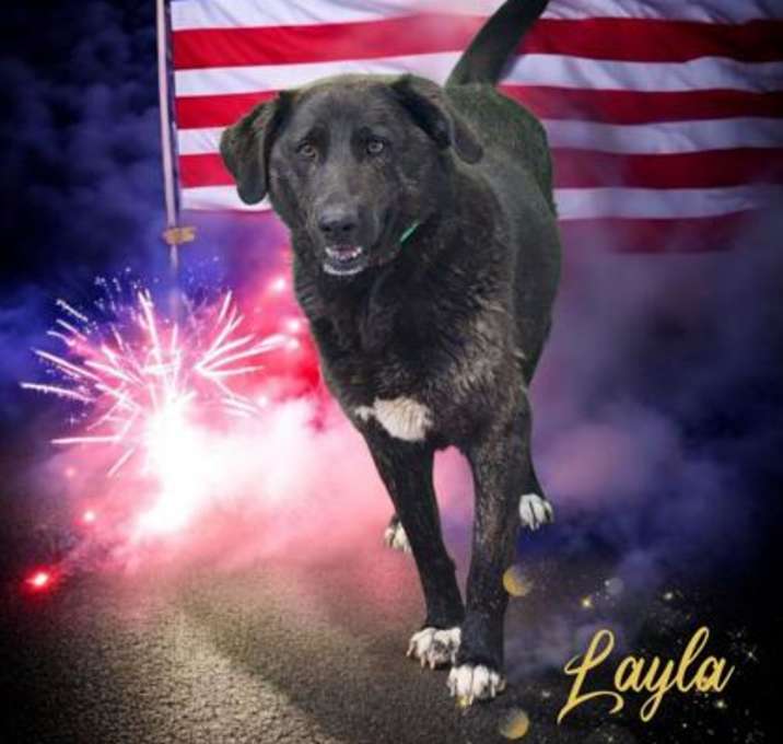 Photo of Layla