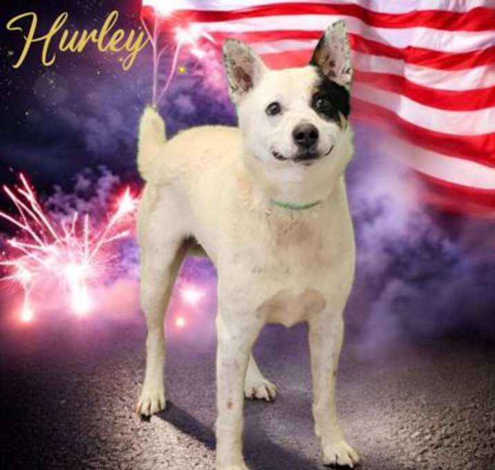 Photo of Hurley
